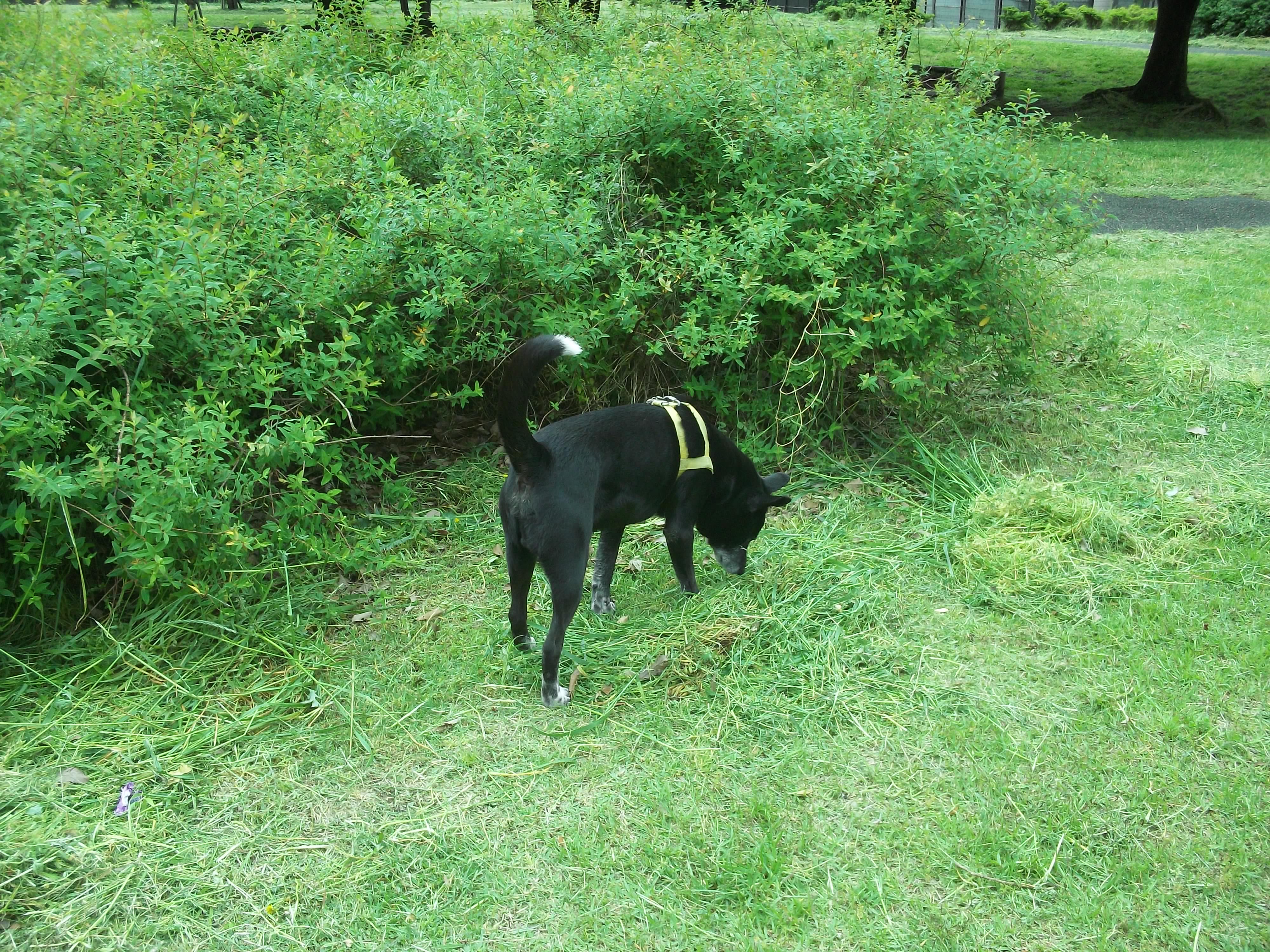 「絵と音で、遊ぶ中国語。」のブログ